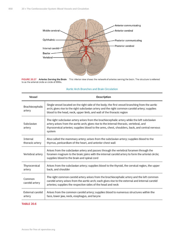 Anatomy and Physiology 2e - New Page