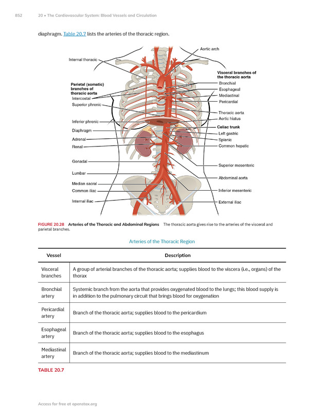 Anatomy and Physiology 2e - New Page