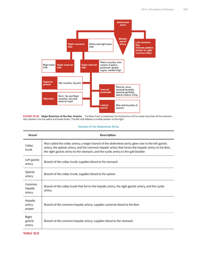 Anatomy and Physiology 2e - New Page
