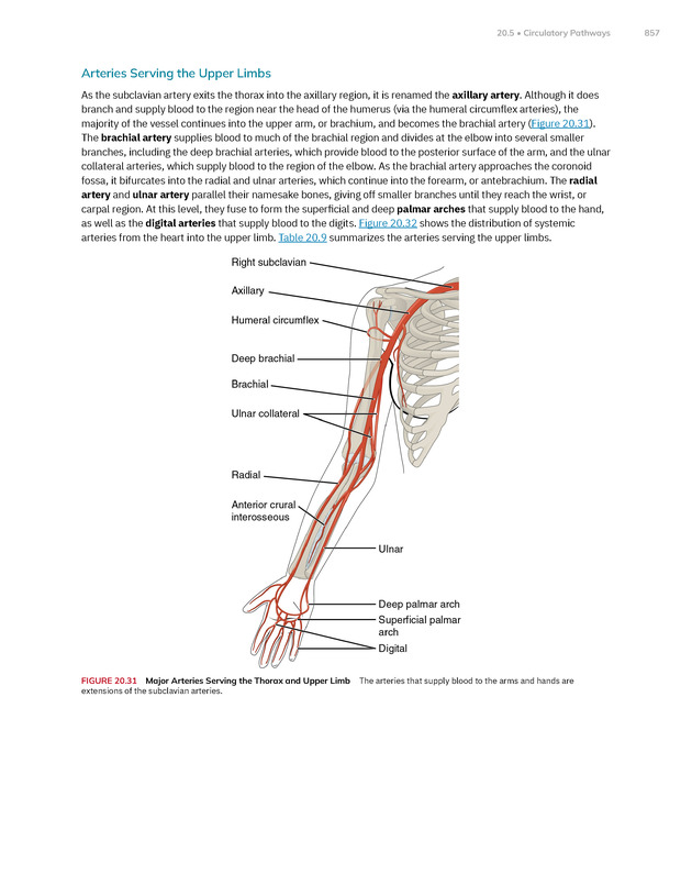 Anatomy and Physiology 2e - New Page