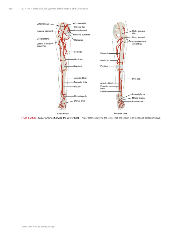 Anatomy and Physiology 2e - New Page