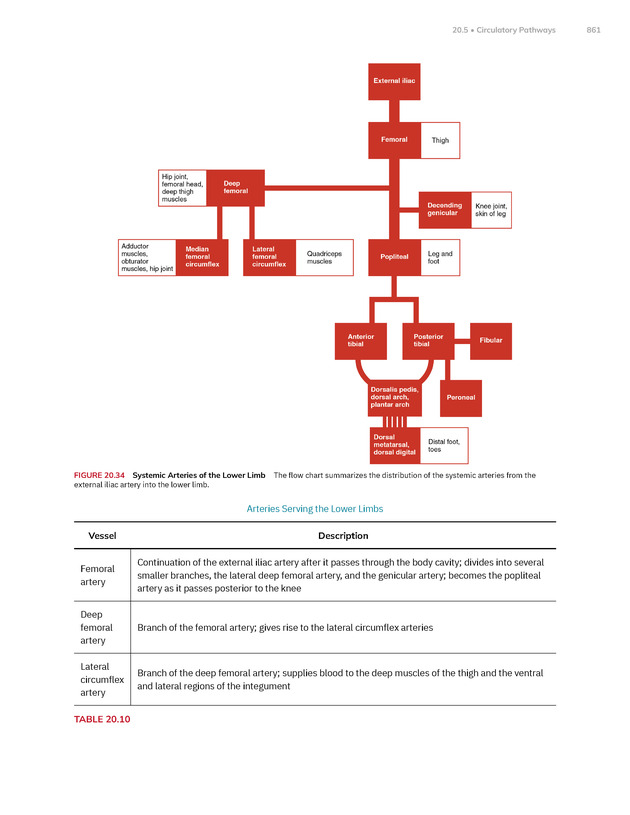 Anatomy and Physiology 2e - New Page