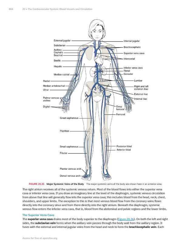 Anatomy and Physiology 2e - New Page
