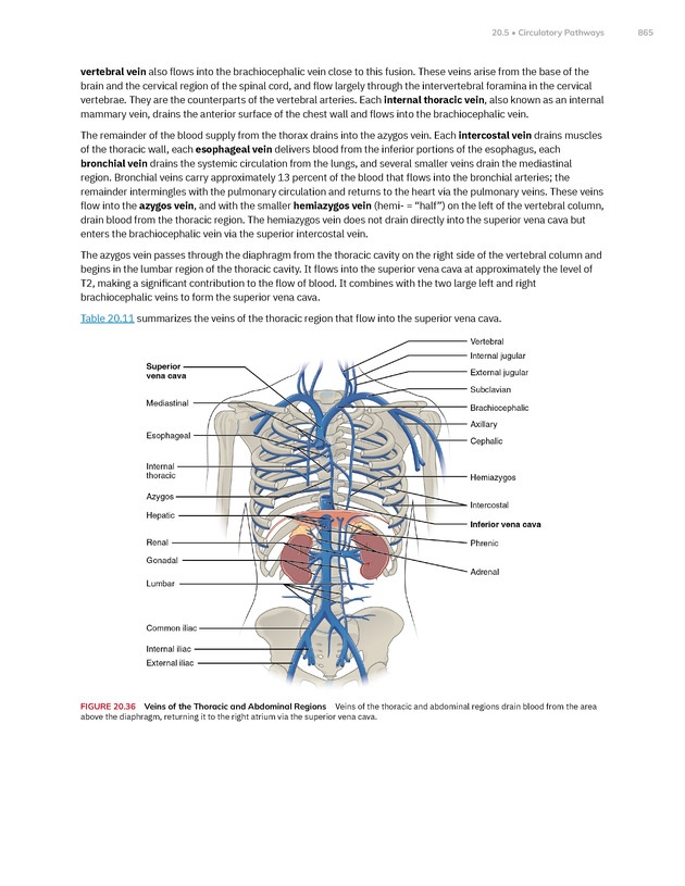 Anatomy and Physiology 2e - New Page