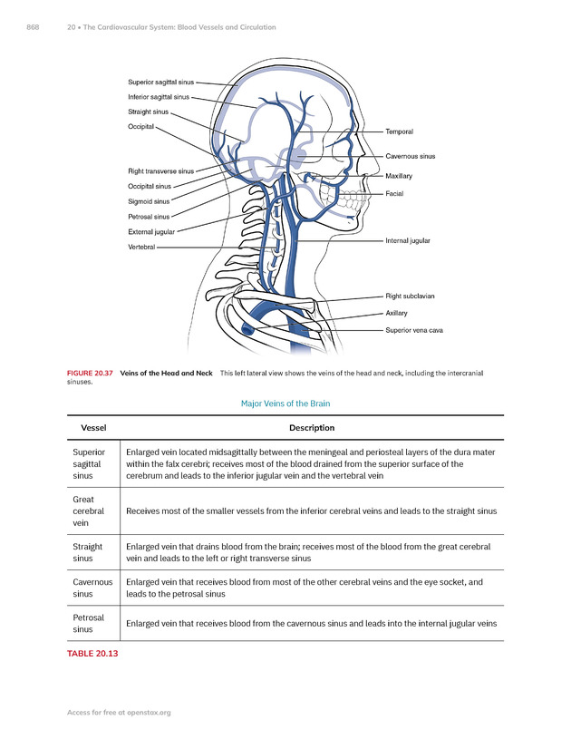 Anatomy and Physiology 2e - New Page
