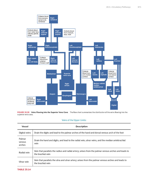 Anatomy and Physiology 2e - New Page