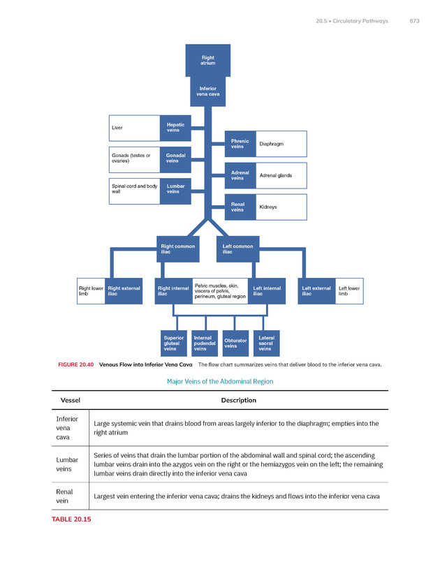 Anatomy and Physiology 2e - New Page