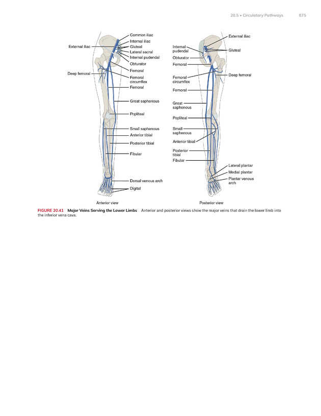 Anatomy and Physiology 2e - New Page