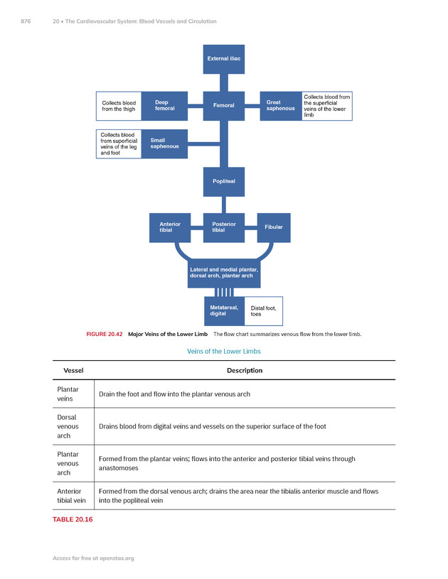 Anatomy and Physiology 2e - New Page