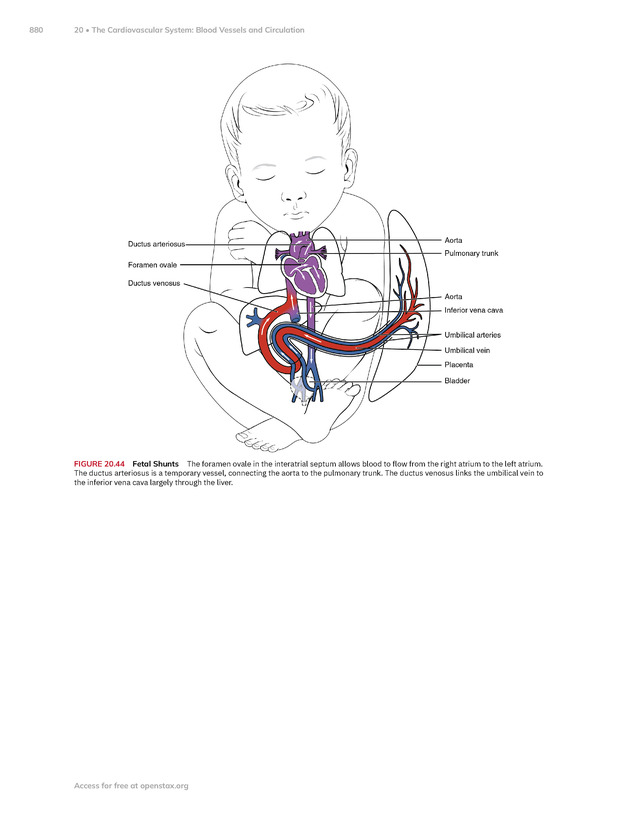 Anatomy and Physiology 2e - New Page