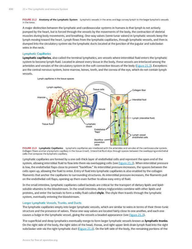 Anatomy and Physiology 2e - New Page