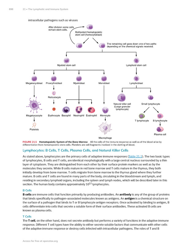 Anatomy and Physiology 2e - New Page