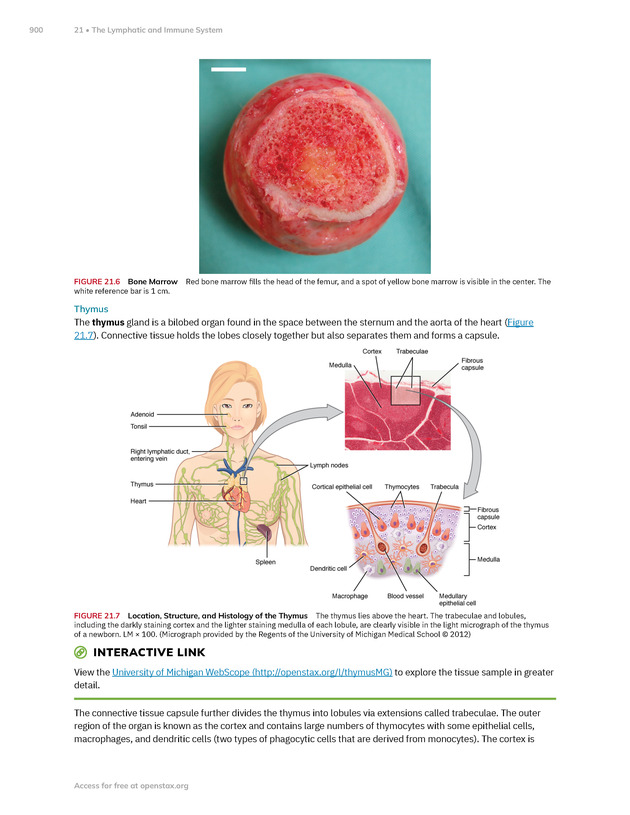 Anatomy and Physiology 2e - New Page