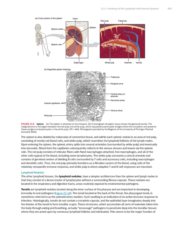 Anatomy and Physiology 2e - New Page