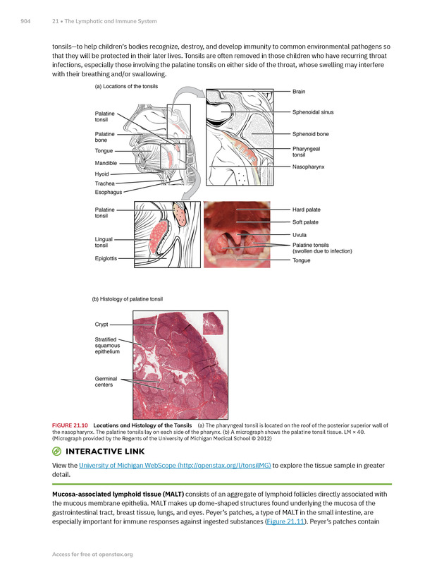Anatomy and Physiology 2e - New Page