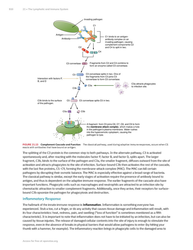 Anatomy and Physiology 2e - New Page