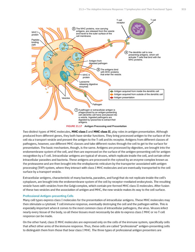 Anatomy and Physiology 2e - New Page