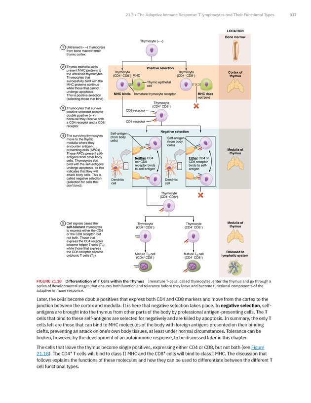 Anatomy and Physiology 2e - New Page