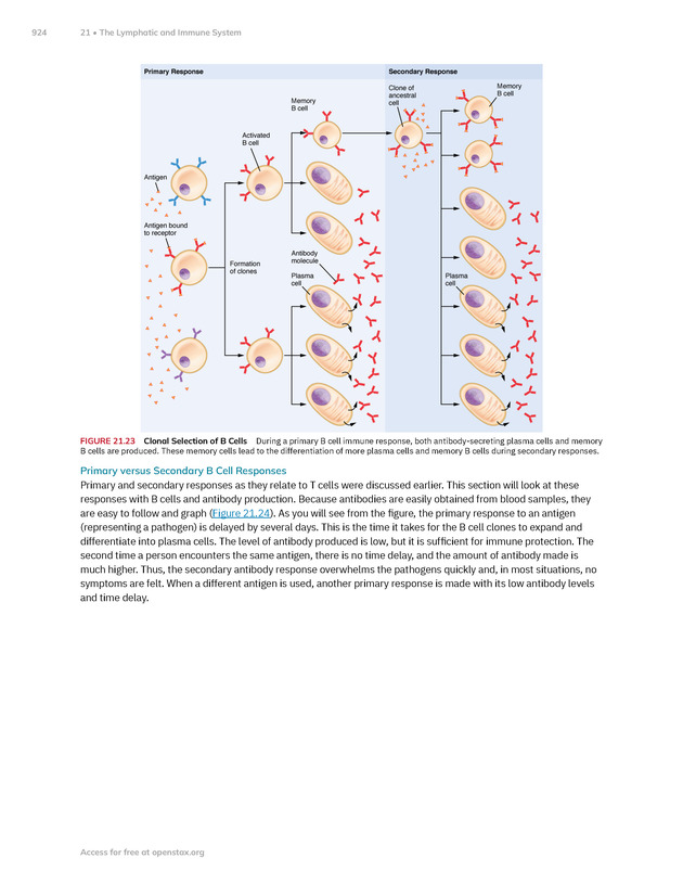Anatomy and Physiology 2e - New Page