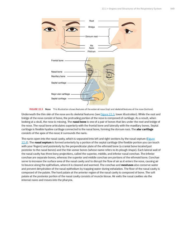 Anatomy and Physiology 2e - New Page