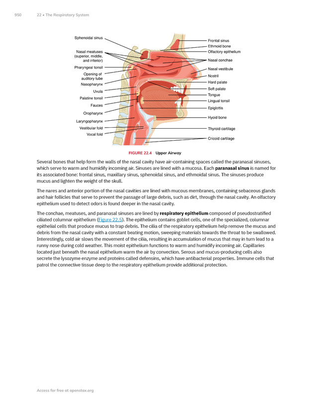Anatomy and Physiology 2e - New Page