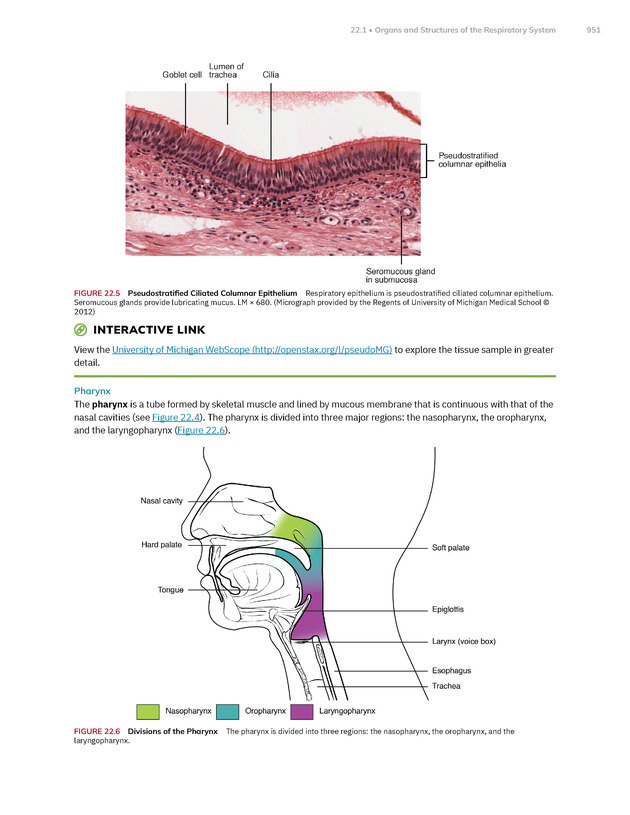 Anatomy and Physiology 2e - New Page