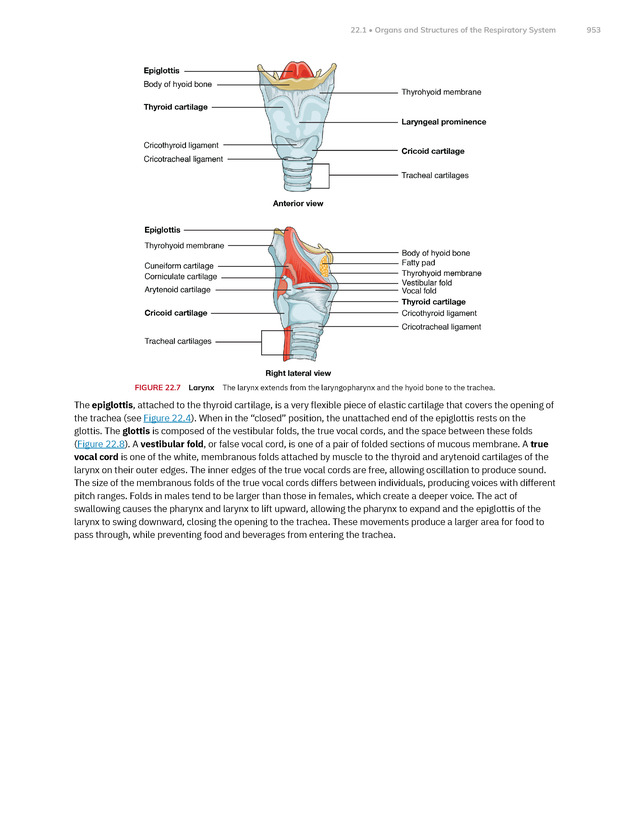 Anatomy and Physiology 2e - New Page