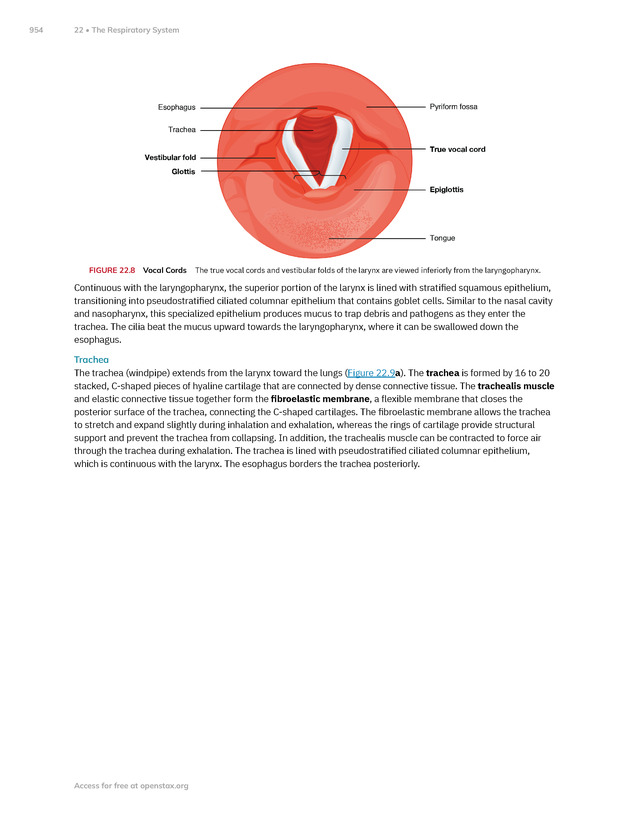 Anatomy and Physiology 2e - New Page