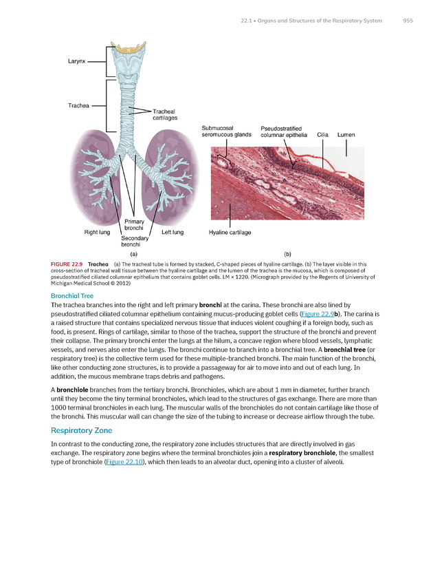 Anatomy and Physiology 2e - New Page