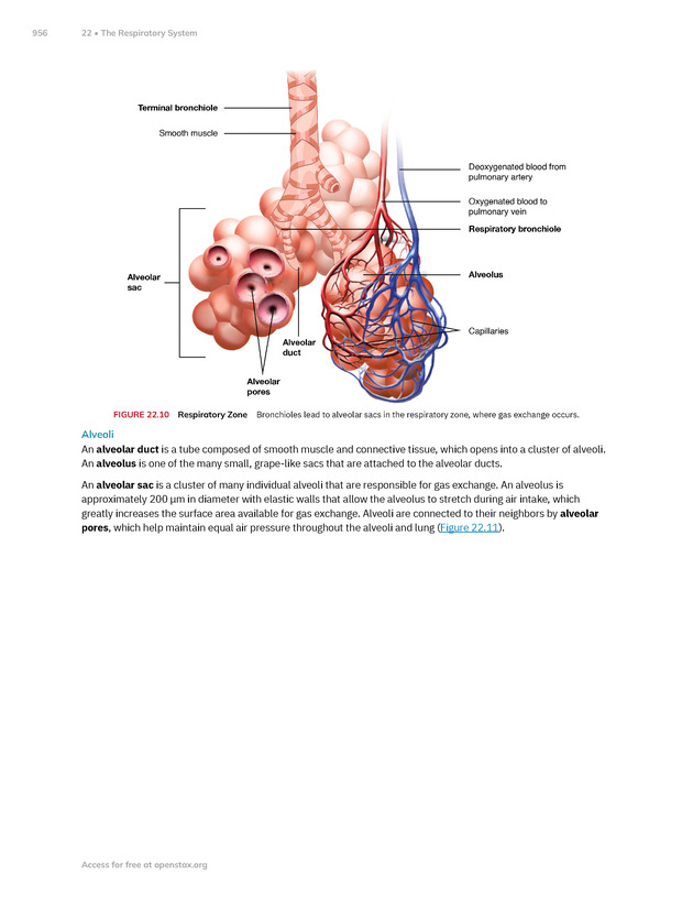 Anatomy and Physiology 2e - New Page