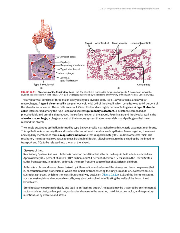 Anatomy and Physiology 2e - New Page