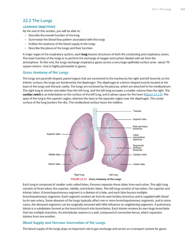 Anatomy and Physiology 2e - New Page