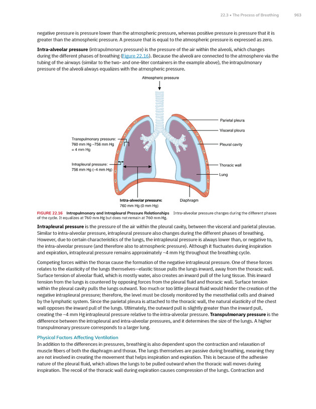 Anatomy and Physiology 2e - New Page