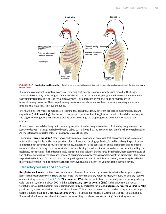Anatomy and Physiology 2e - New Page