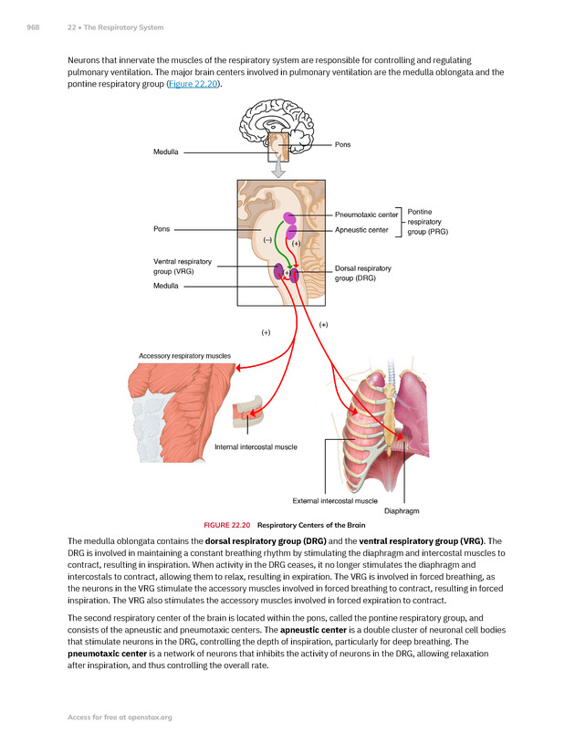 Anatomy and Physiology 2e - New Page