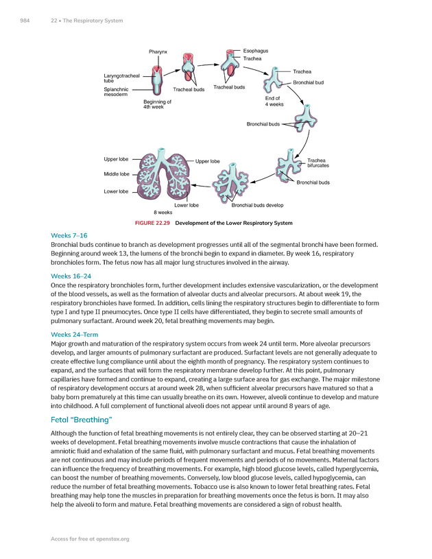 Anatomy and Physiology 2e - New Page