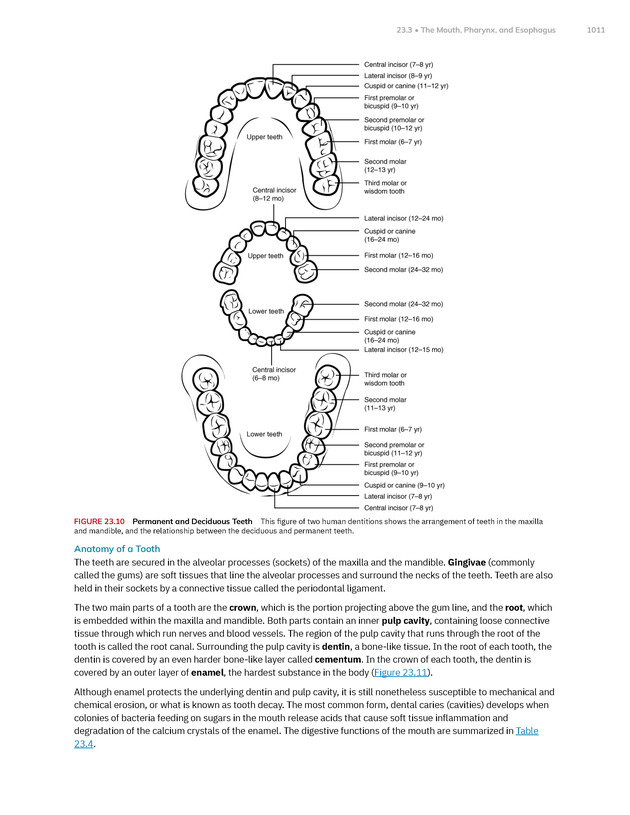 Anatomy and Physiology 2e - New Page