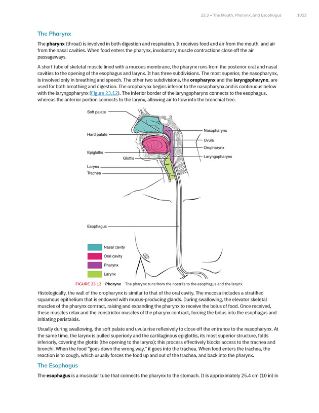 Anatomy and Physiology 2e - New Page