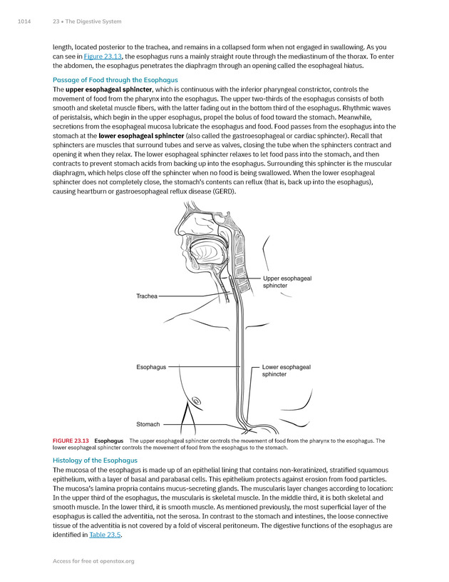 Anatomy and Physiology 2e - New Page