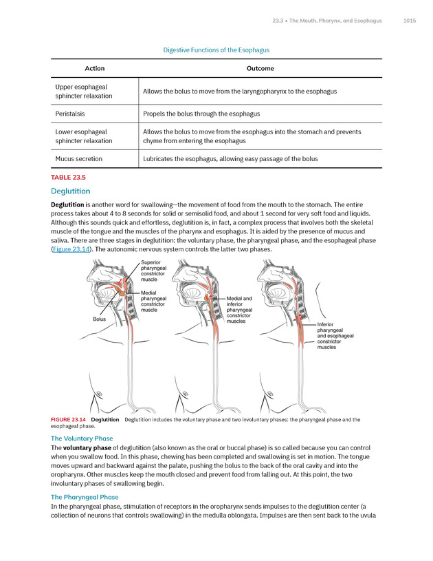 Anatomy and Physiology 2e - New Page