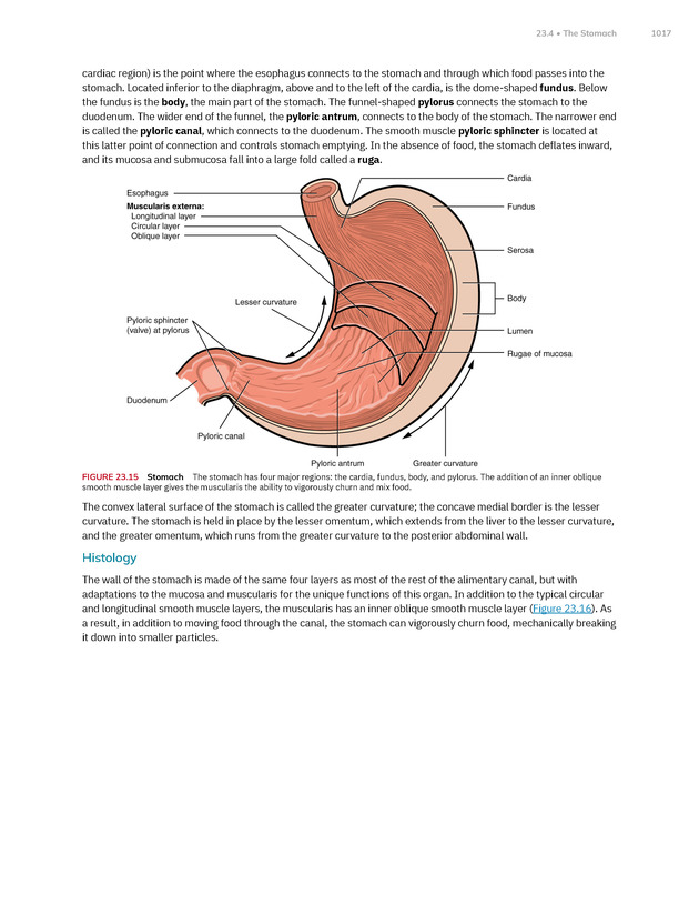 Anatomy and Physiology 2e - New Page