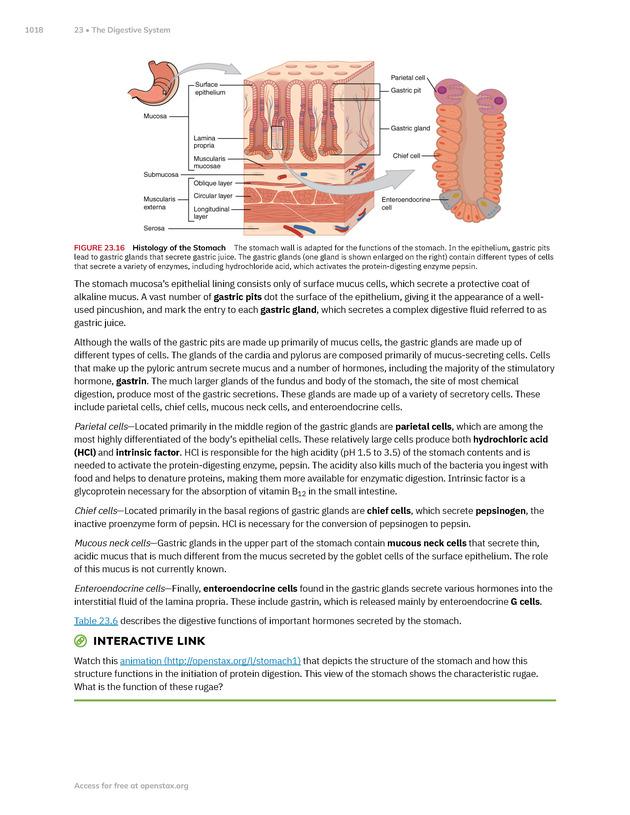 Anatomy and Physiology 2e - New Page