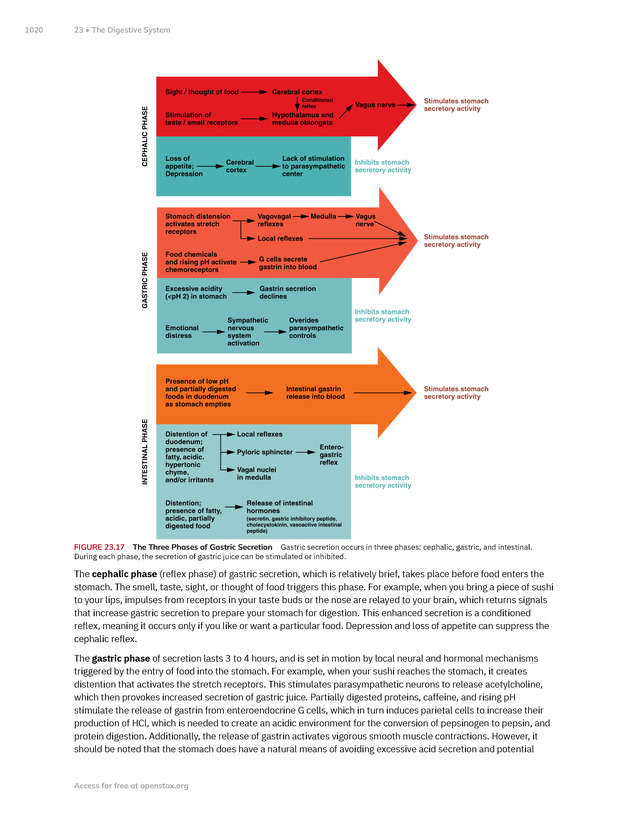 Anatomy and Physiology 2e - New Page