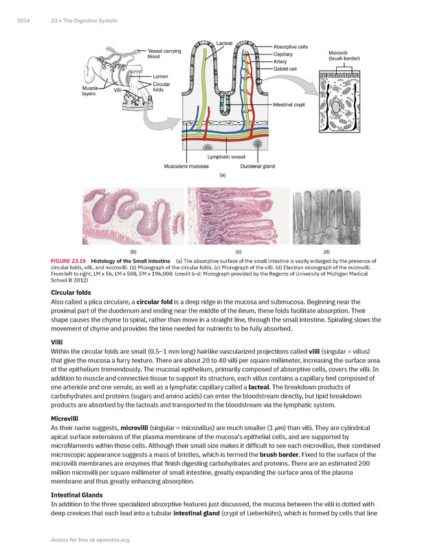 Anatomy and Physiology 2e - New Page