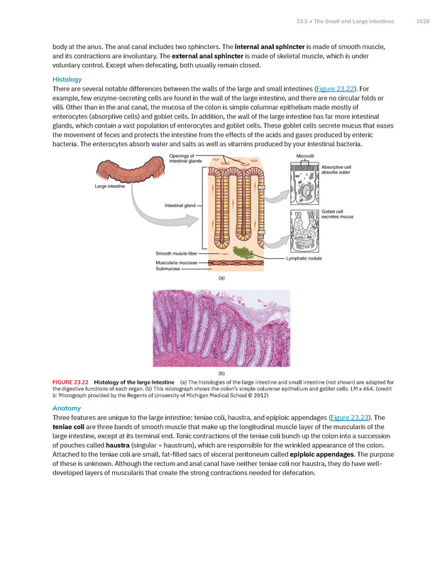 Anatomy and Physiology 2e - New Page