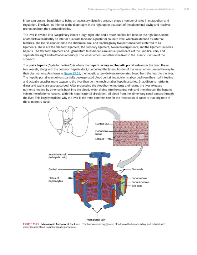 Anatomy and Physiology 2e - New Page