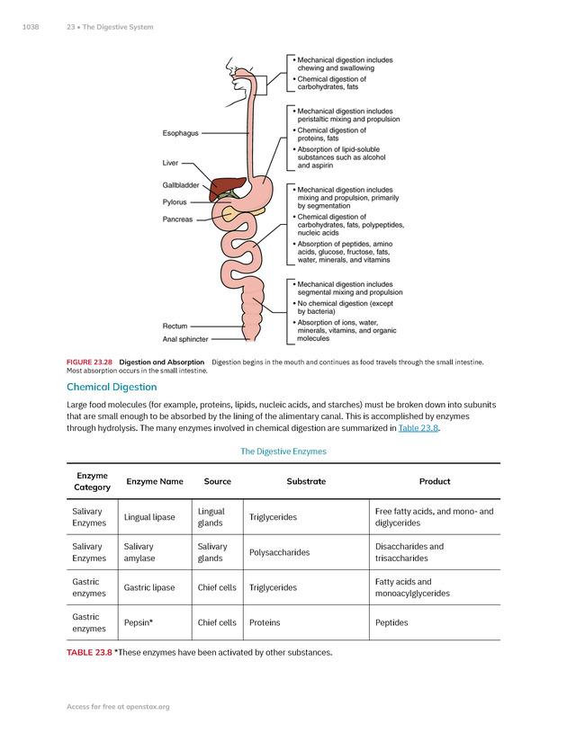 Anatomy and Physiology 2e - New Page