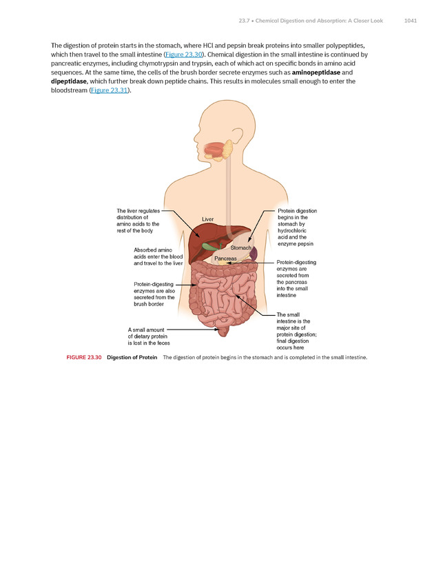 Anatomy and Physiology 2e - New Page