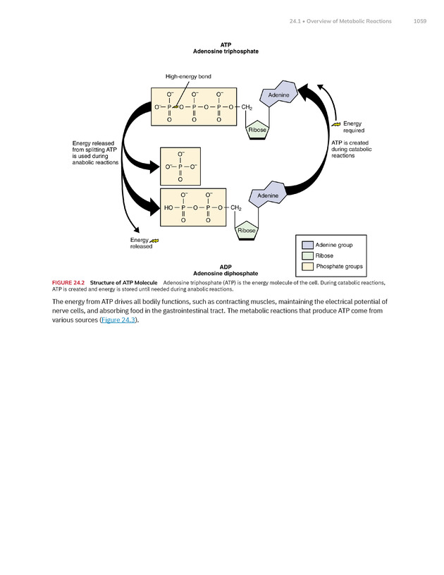 Anatomy and Physiology 2e - New Page