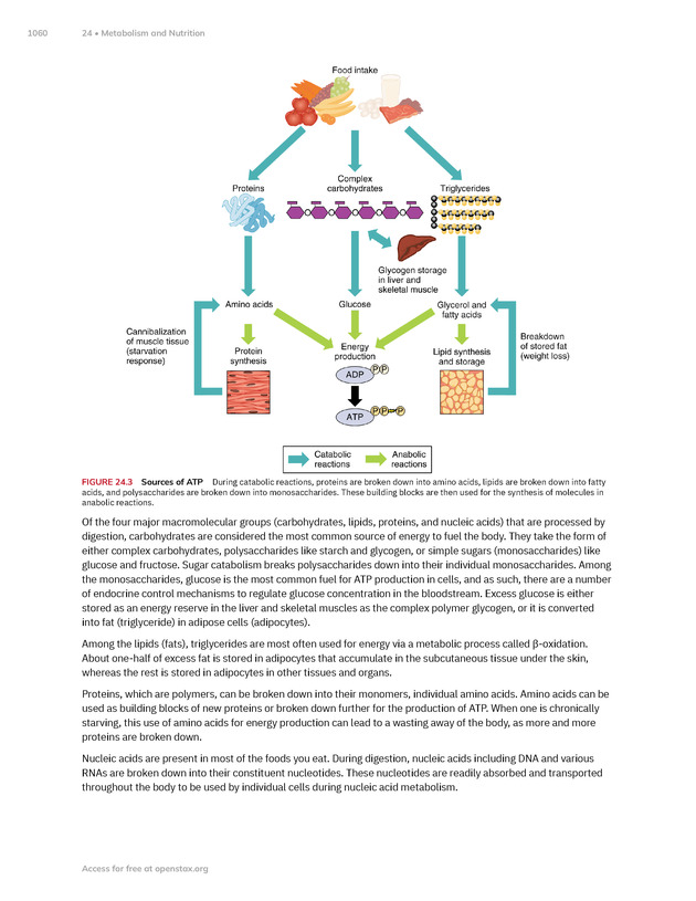 Anatomy and Physiology 2e - New Page